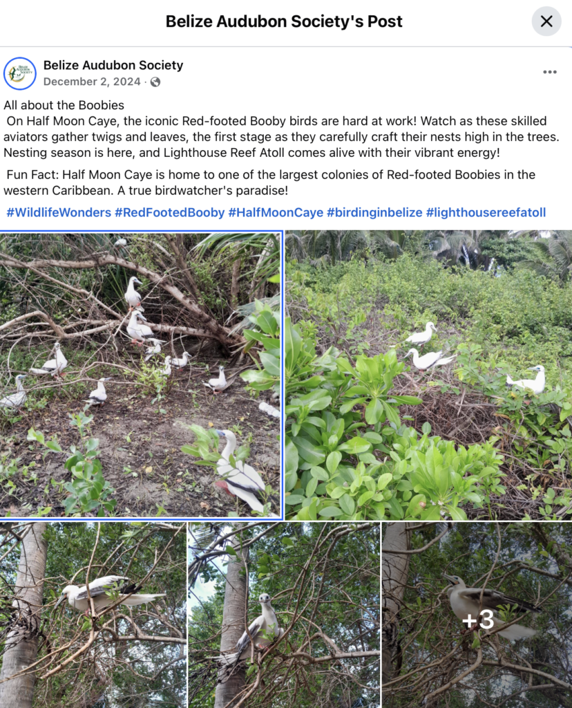 Red-footed Boobie Belize 